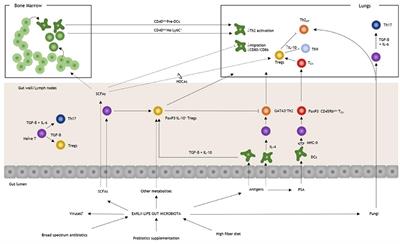 Go With Your Gut: The Shaping of T-Cell Response by Gut Microbiota in Allergic Asthma